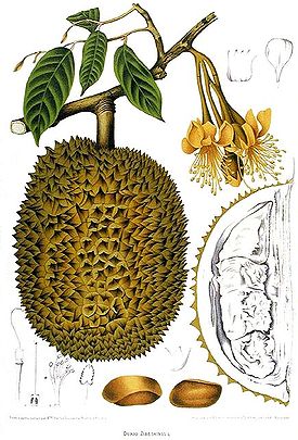 Durian1.jpg