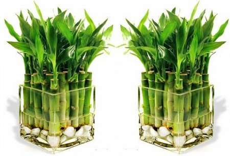 Файл:Фото к статье Фэн-шуй для привлечения здоровья 6.jpg