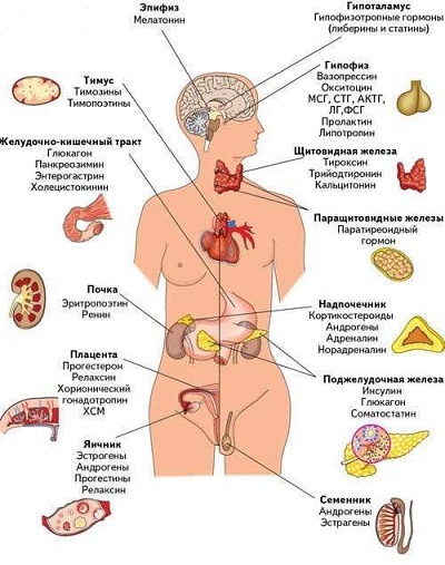 Эндокрин151.jpg