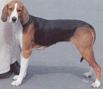 Файл:Фото к статье Финская гончая 3.jpg