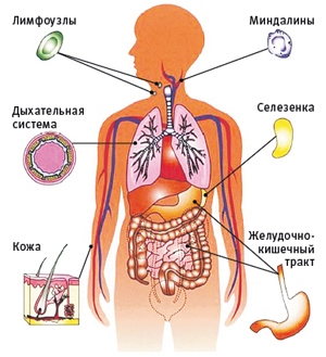 Иммун6.JPG