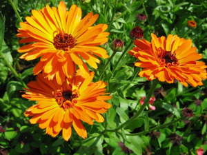 Calendula.jpg