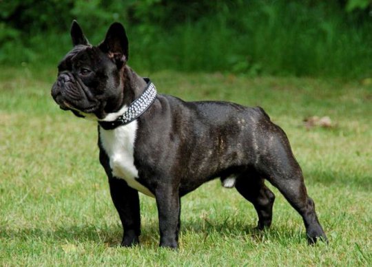 Файл:Фото к статье Французский бульдог 1.jpg