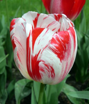 Tulp4.JPG