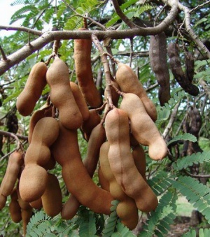 Tamarind3.jpg