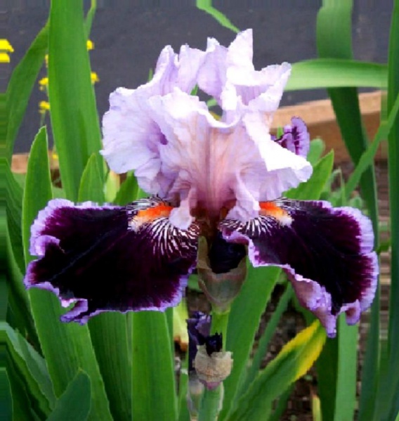 Файл:Iris2.jpg