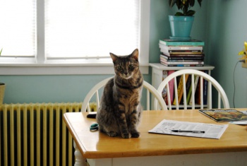 Фото к статье Как отучить кошку прыгать на стол 1.jpg