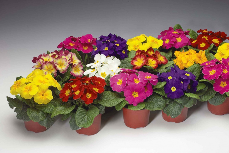 Файл:Primula2.jpg