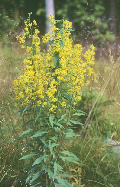 Файл:Ros-1.jpg