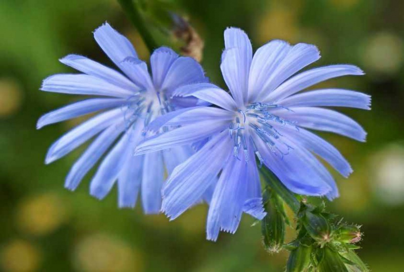 Файл:Photo madllen-cik.jpg
