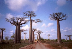 Baobab1.jpg