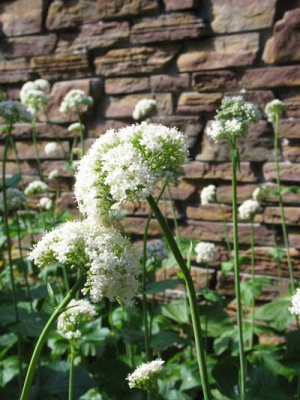 Valeriana-1.jpg