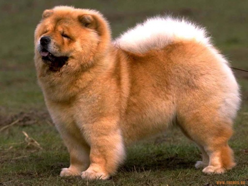 Файл:Dog4.jpg