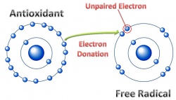 Antioxidants 2.jpg