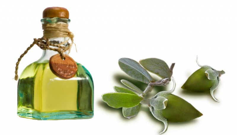 Файл:Jojoba.jpg