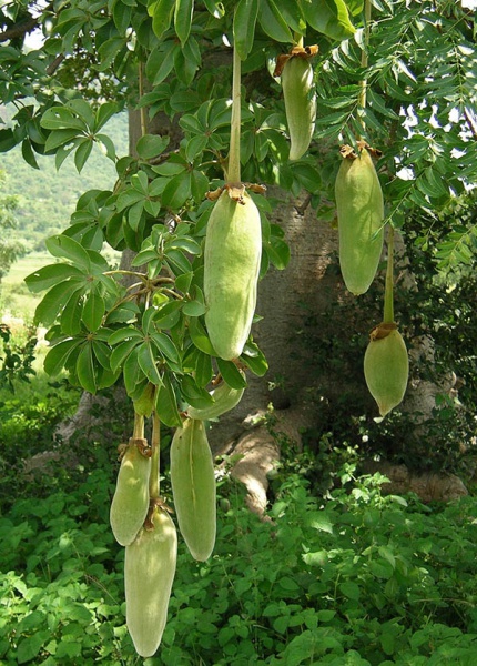 Файл:Baobab3.jpg
