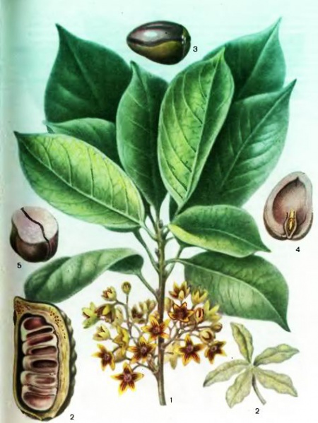 Файл:Kola1.jpg