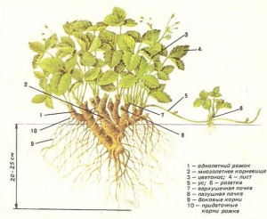 Zemlyanika stroenie.jpg