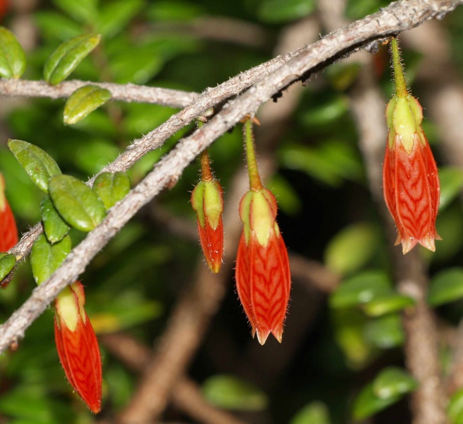 Файл:Agapetes-serpens.jpg