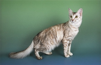 Фото к статье Ориентальная длинношерстная кошка 2.jpg