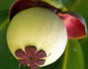 Mangosteen2.jpg