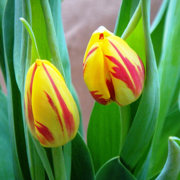 Файл:Tulp2.jpg