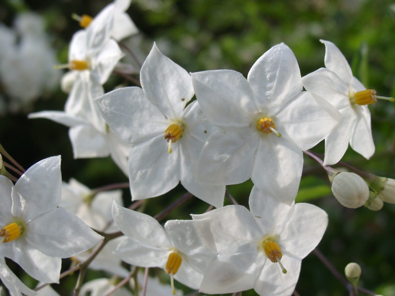 Файл:Jasminoides.jpg