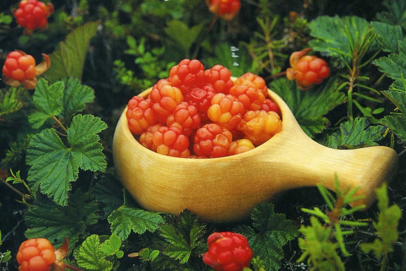 Файл:1426869535-610704-266594.jpg