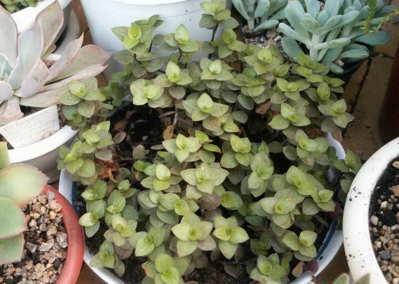 Файл:Kall-repens.jpg