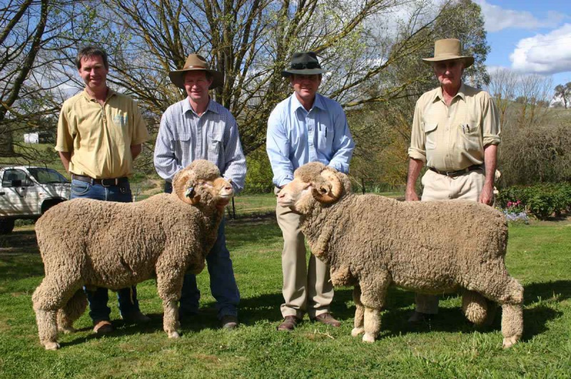 Файл:Merino1.jpg