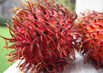 Rambutan3.jpg