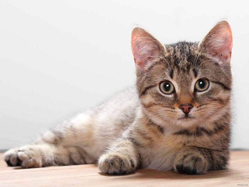 Файл:Cat911.jpg