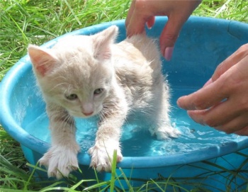 Фото к статье Как правильно купать кошку 3.jpg