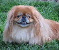 Pekines2.JPG