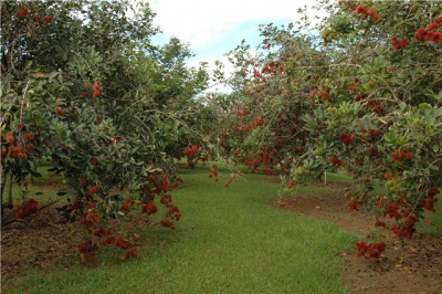 Rambutan2.jpg