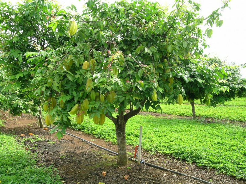 Файл:Carambola2.jpg