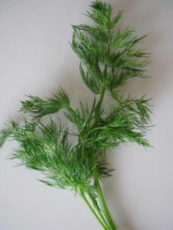 Dill1000a.JPG