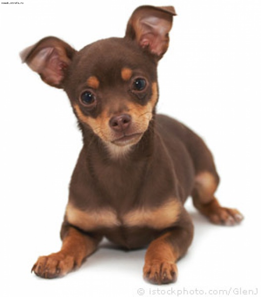 Файл:Chihua1.jpg