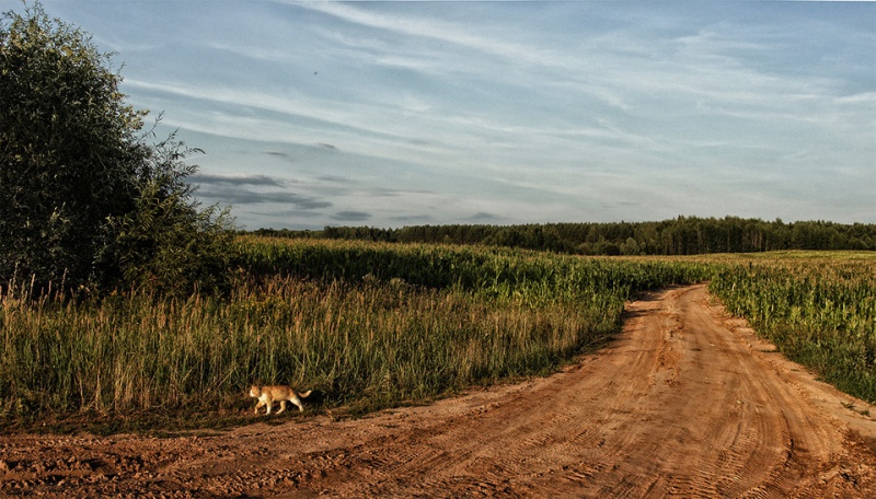 Файл:5260621 large.jpg