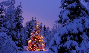 Фото к статье Превращаем новогоднюю елку в произведение искусства 1.jpg