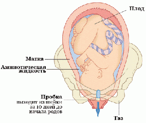 Rogenica4.gif