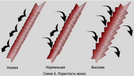 Shematicheskoe-foto-razlichnye-stepeni-poristosti-lokonov.jpg