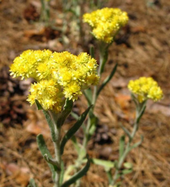 Файл:Bessm-1.jpg