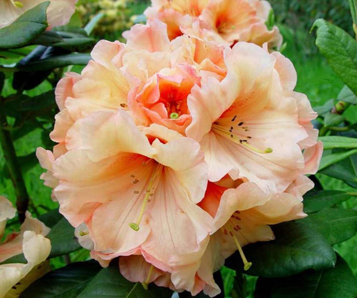 Файл:Rhodo1.jpg