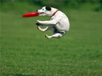 Frisbi3.jpg