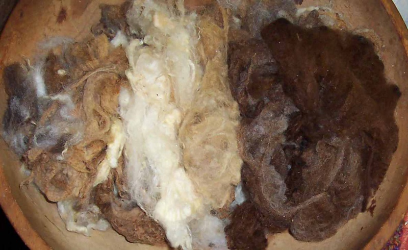 Файл:Merino2.jpg