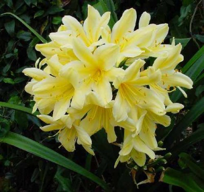 Clivia2.jpg