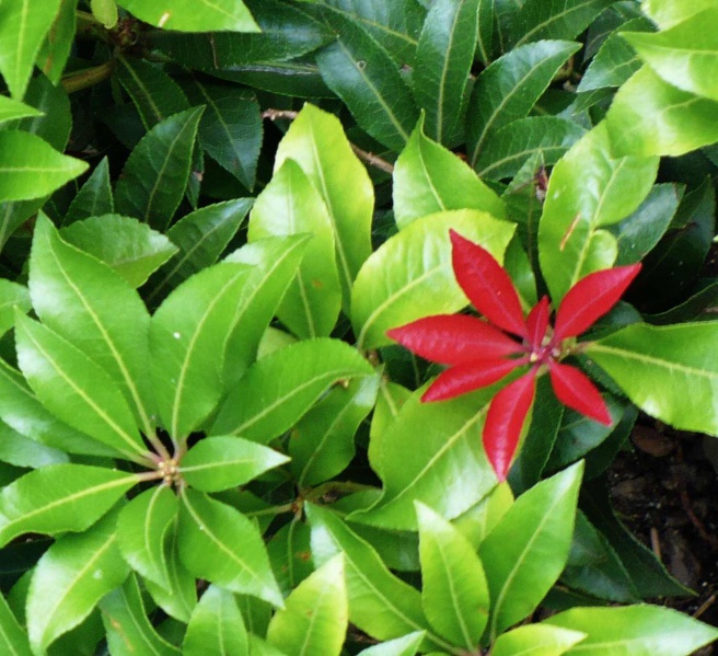 Файл:Buxifolia.jpg