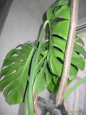 Monstera1.jpg