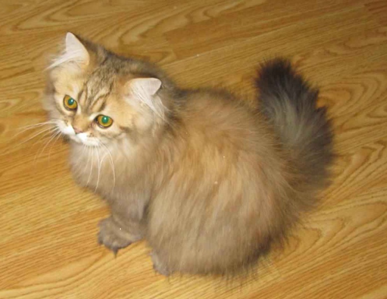 Файл:Britta8.jpg